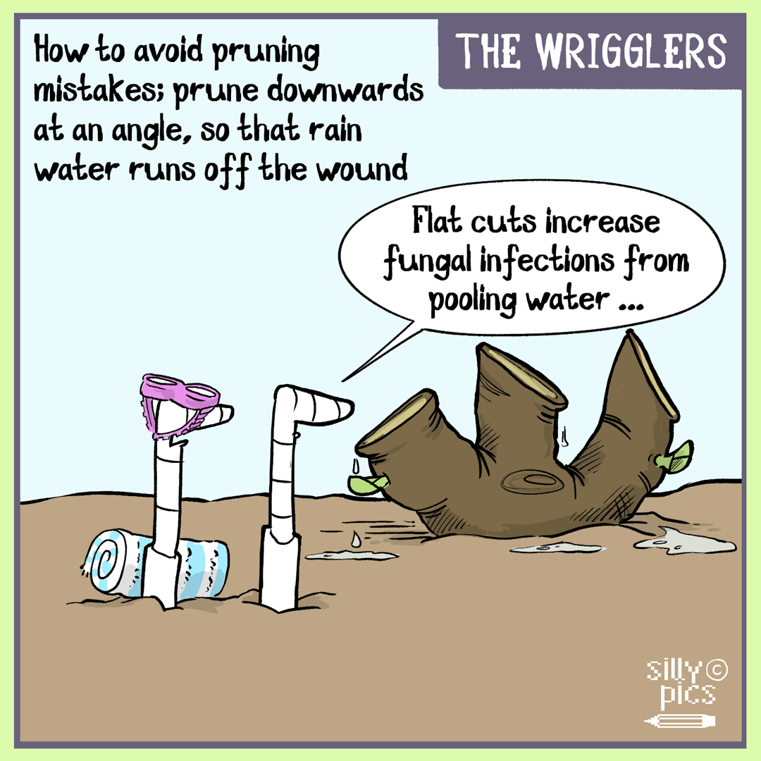 The wrigglers–winter-pruning-mistakes