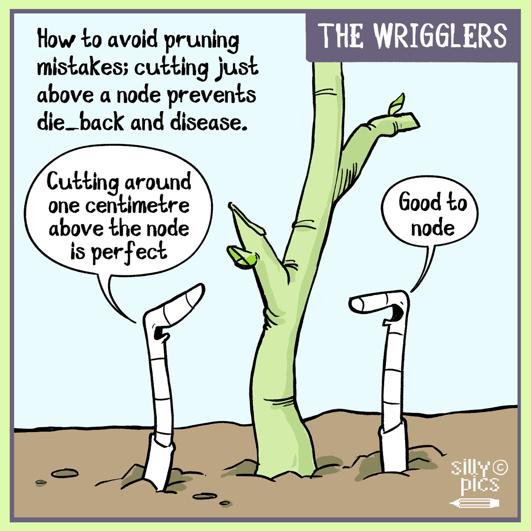 The wrigglers–winter-pruning-mistakes