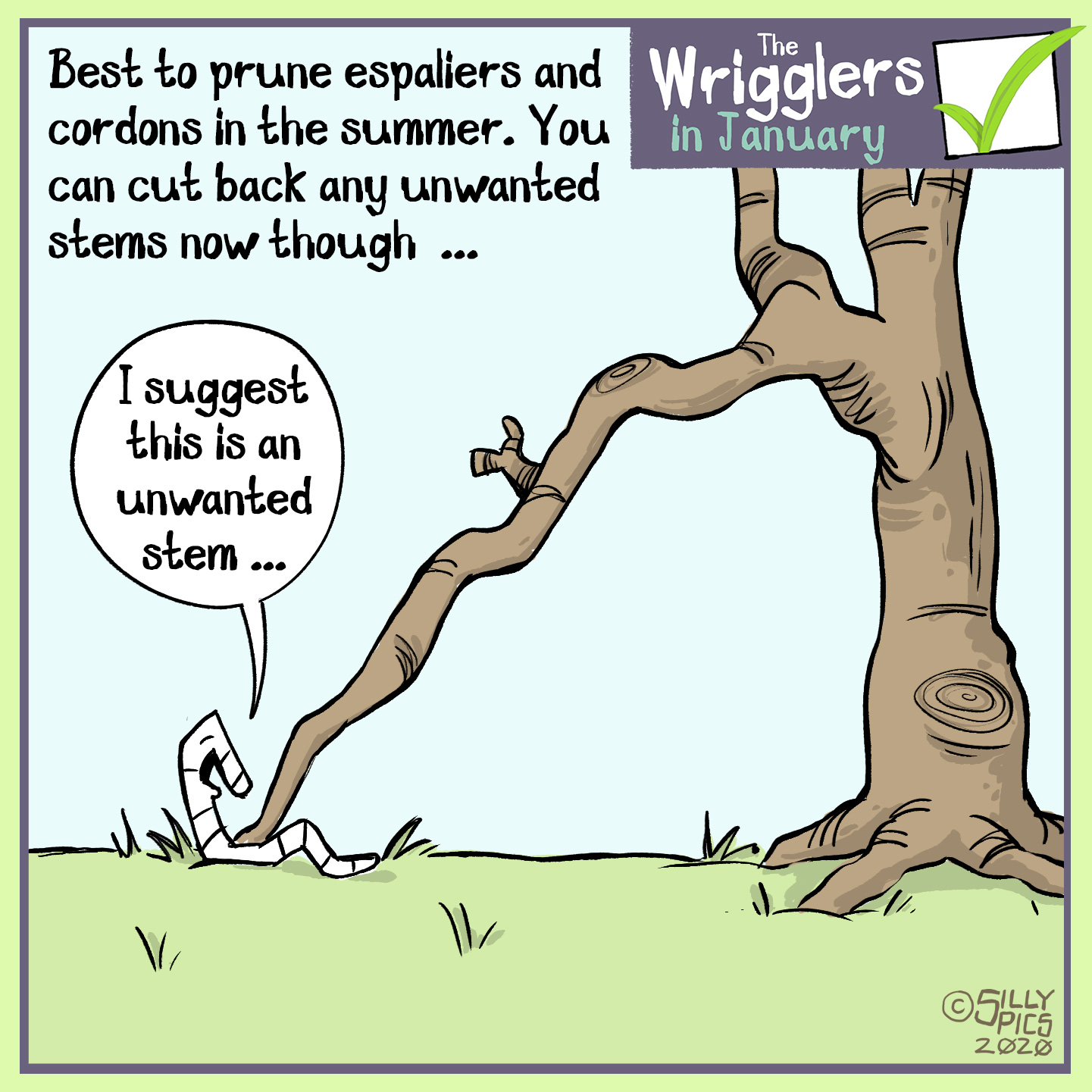 cartoon on cutting back espalier and cordons, best to prune in summer