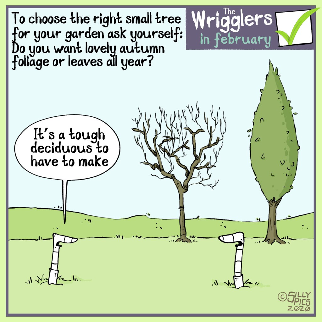 when choosing a tree cartoon, deciduous or evergreen?