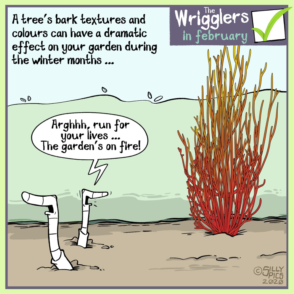 a cartoon about planting small trees in the garden and how bark colour can be an influence to setting the mood in the garden too
