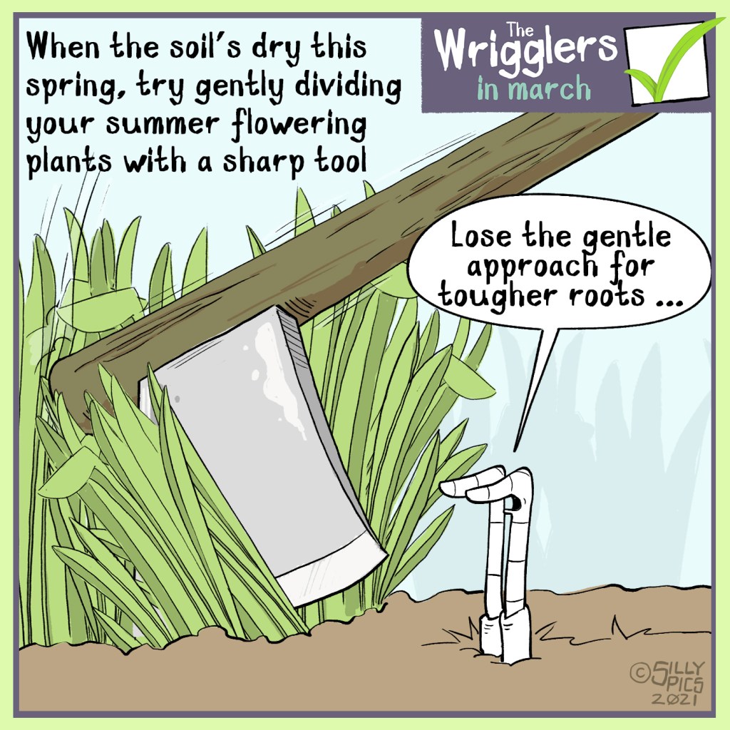 Gardening cartoon from the wrigglers. Dividing perennials is a job to be done while the plants are dormant, and before they wake up for Spring. The advice is to try gently dividing to start with , and when all else fails use an axe. One worm says to the other, lose th gntle approach for tougher roots
