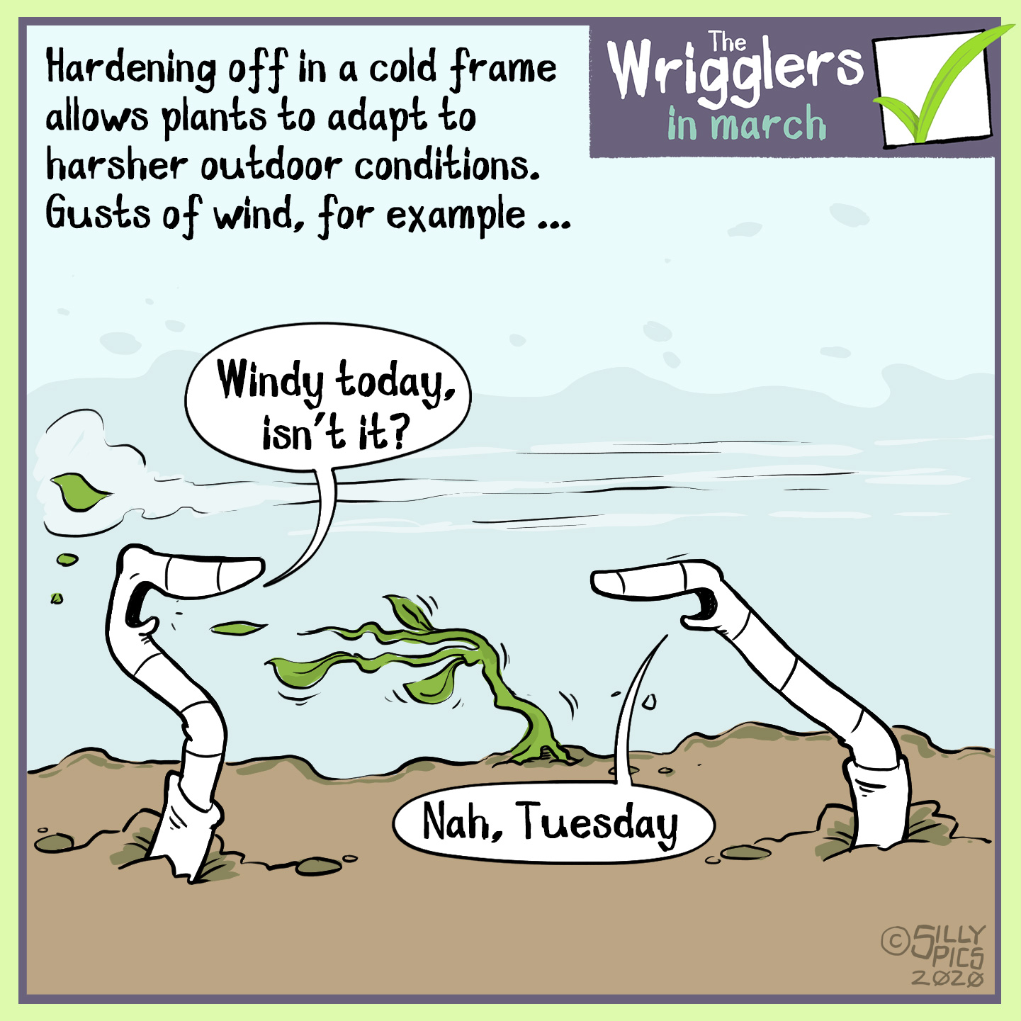 The cartoon starts with a fact in the top left corner, it reads, "Hardening off plants in a coldframe helps them acclimatise to outdoor conditions, Gust of wind for example". Cartoon showing Two worms outside in the soil, it is windy and a small seedling planted out is getting destroyed by the wind. One worm says to the other, windy today isn't it? " The other worm replies, "no, Tuesday."
