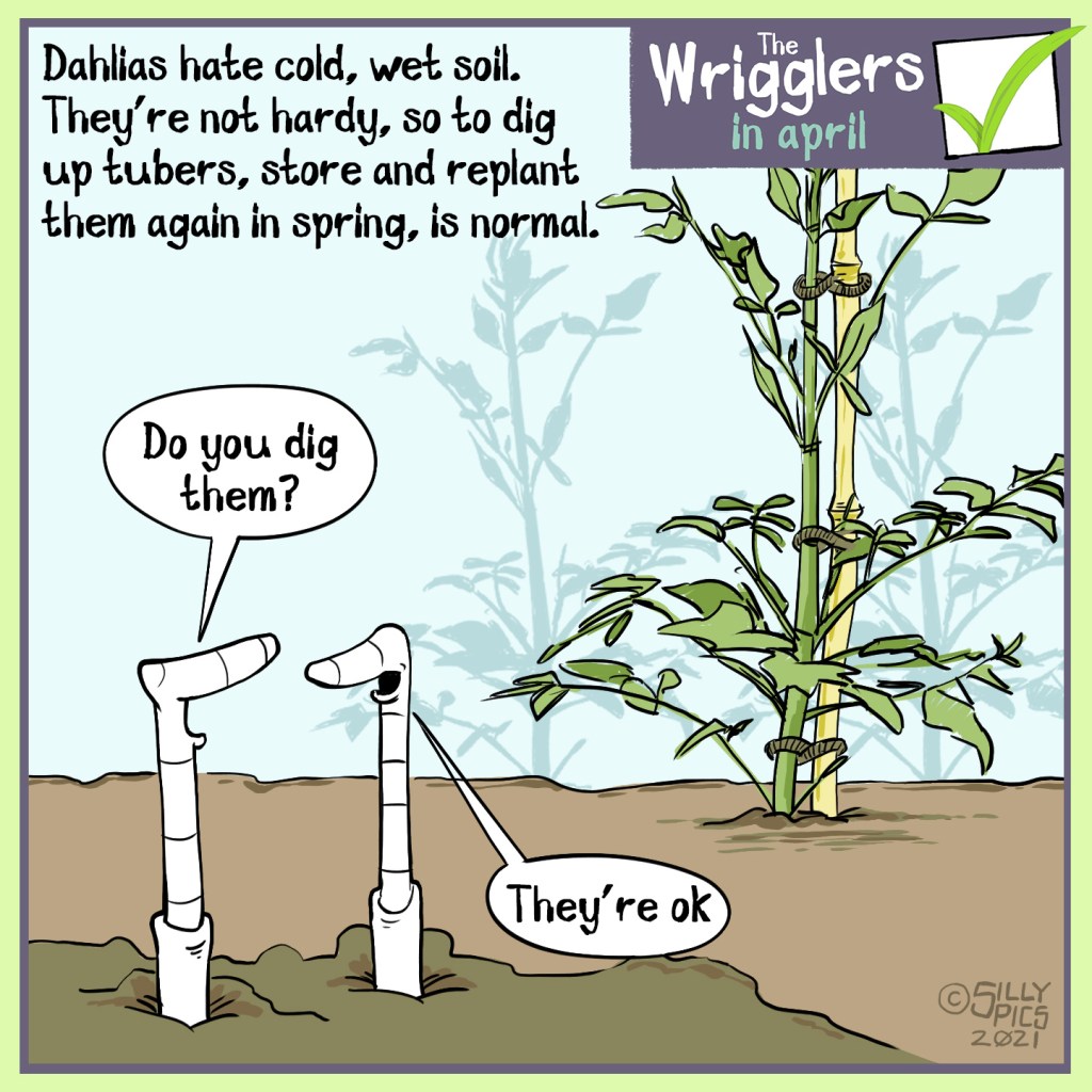 A cartoon about growing dahlias. This cartoon shows two worms in a border with an area planted with dahlia tuber. The copy reads: Dahlias hate cold, wet soil. They’re not hardy, so to dig up tubers, store and replant them again in spring, is normal. One worm says to the other worm” Do you dig dahlias?” The other worm says, “They’re ok”