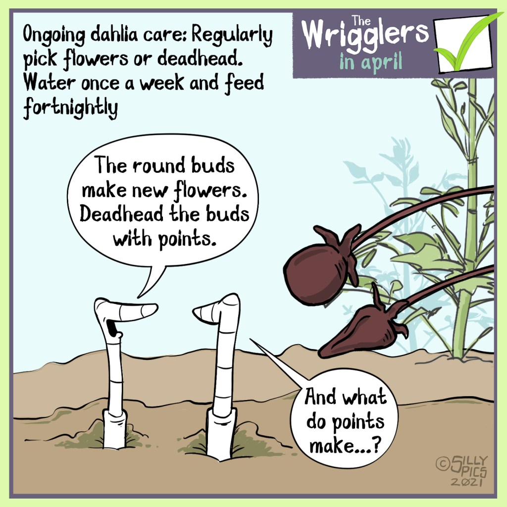 A cartoon about growing dahlias. This cartoon shows two worms iin the soil looking at dahlia shoots. One os rounded, the other is pointed. The text on the cartoon reads, ‘Ongoing dahlia care: Regularly pick flowers or deadhead. Water once a week and feed fortnightly/‘ Looking at the stems One worm says” The round buds make new flowers. Deadhead the buds with points..” The other worm says, “And what do points make?”