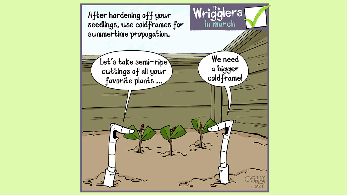 A cartoon to say that you can use a cold frame for summertime propagation, taking cuttings and growing them in the cold frame. In this cartoon two worms are in the cold frame, one says, " Let's take semi-ripe cuttings of all your favourite plants." The other says, "we're going to need a bigger cold frame!"