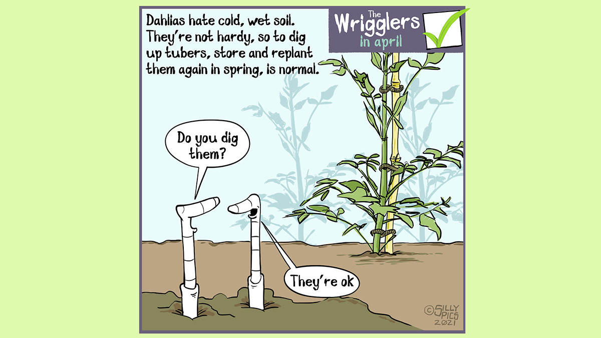 A cartoon about growing dahlias. This cartoon shows two worms in a border with an area planted with dahlia tuber. The copy reads: Dahlias hate cold, wet soil. They’re not hardy, so to dig up tubers, store and replant them again in spring, is normal. One worm says to the other worm” Do you dig dahlias?” The other worm says, “They’re ok”