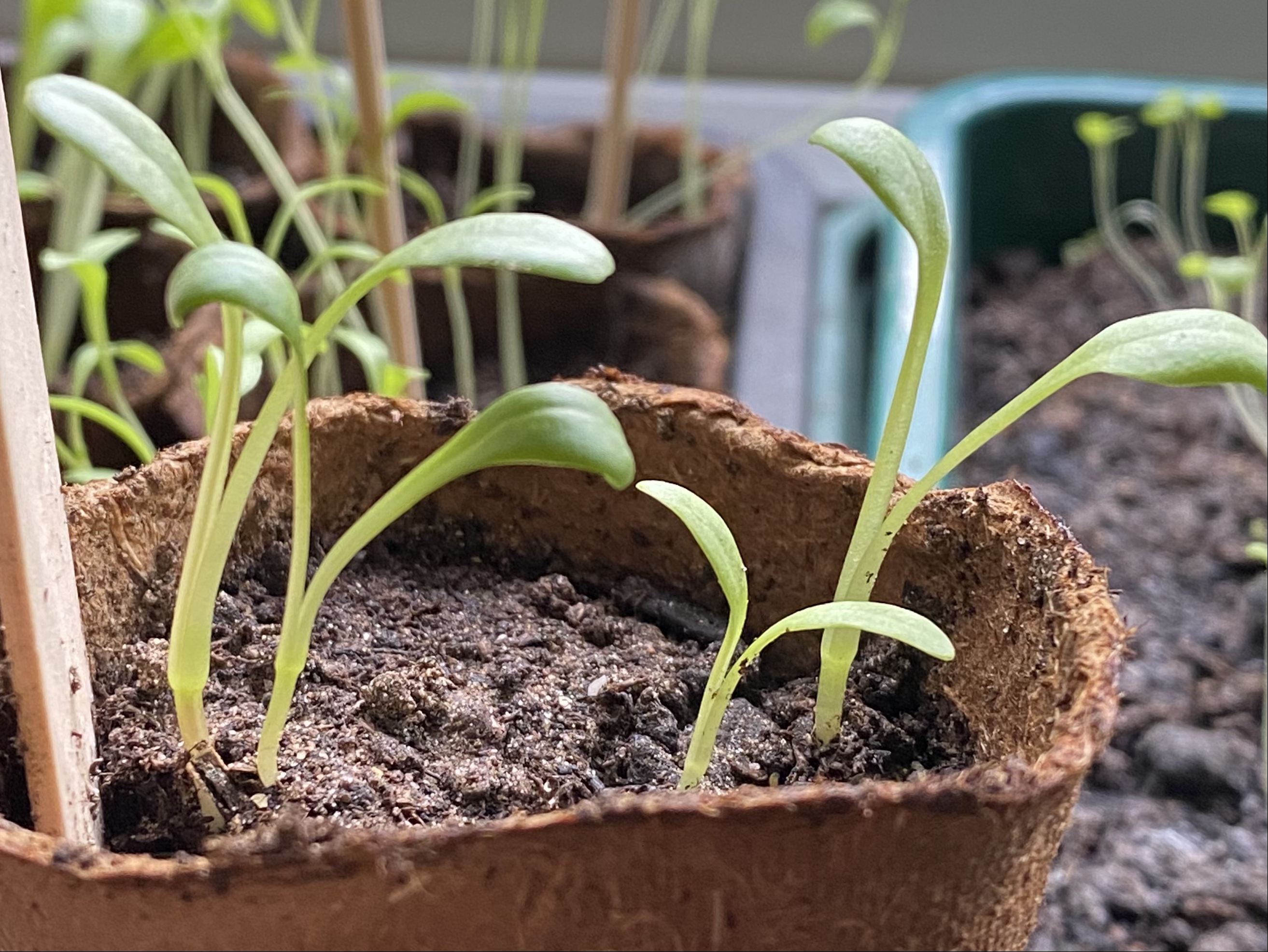 Dahlia seed progress week 3