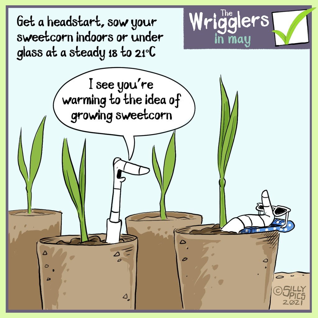 Get a head start, grow your sweetcorn  indoors or under glass at a steady 18-21 degrees. This cartoon shows two worms in sweetcorn seedling pots. One worm is lying back on a beach towel, wearing sunglasses. The other worm says, “I see you are warming to the idea of growing sweetcorn.”