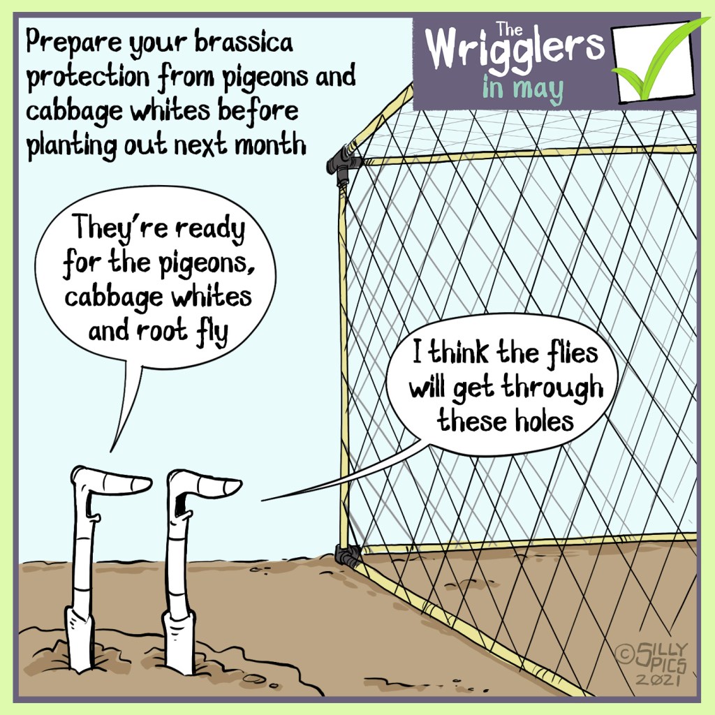 Prepare your brassica protection from pigeons and cabbage whites before planting them out later in May. The cartoon shows two worms in front of a netted cage. One worm says, “They’re ready for the pigeons, cabbage whites and root fly … “ The other worm replies, “ I think the flies will get through those holes”