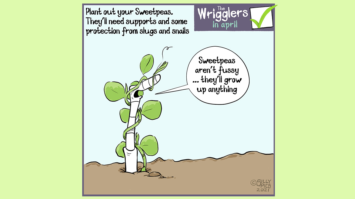 Plant out your sweet peas, they’re hardy enough to withstand a light frost … but will need protection from slugs and snails In this cartoon a worm is upright in the soil with a sweetie twisted around it as if it was a support. The work says: “sweetpeas aren’t fussy, they’ll grow up anything”