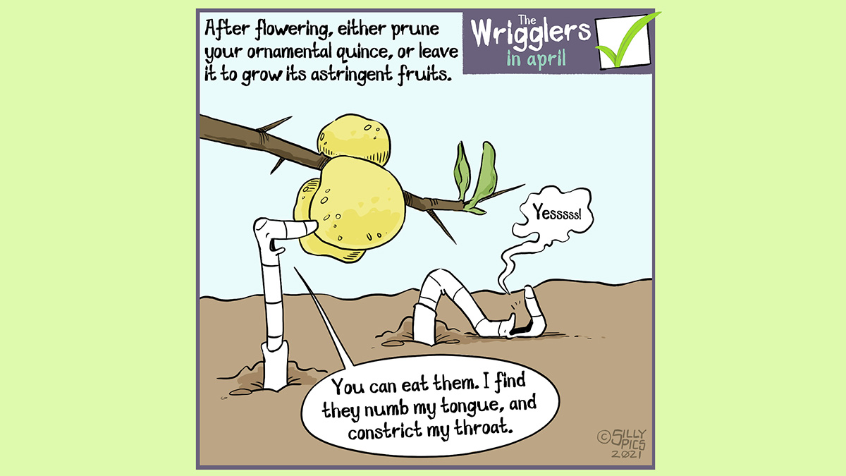 After flowering either prune or leave your ornamental quince to grow its astringent fruits. In this cartoon two worms are looking at ornamental quince fruits on a branch at ground level. One worm explains, “you can eat them, but I find they numb my tongue and contract my throat” The other worm is lying on its back with its mouth wide ope, it just says,”yeeessss”