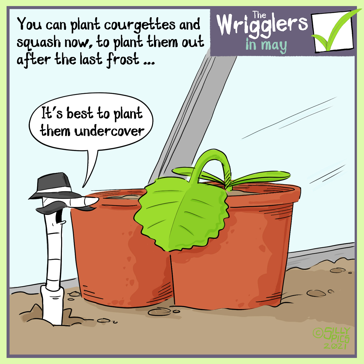 The headline says, “You can plant courgettes and Squash now, to plant them out after the last frost” The cartoon shows a worm with a detective hat and moustache in the soil next to a courgette plant under glass cover. The worm says. “It’s best to plant them under cover.”