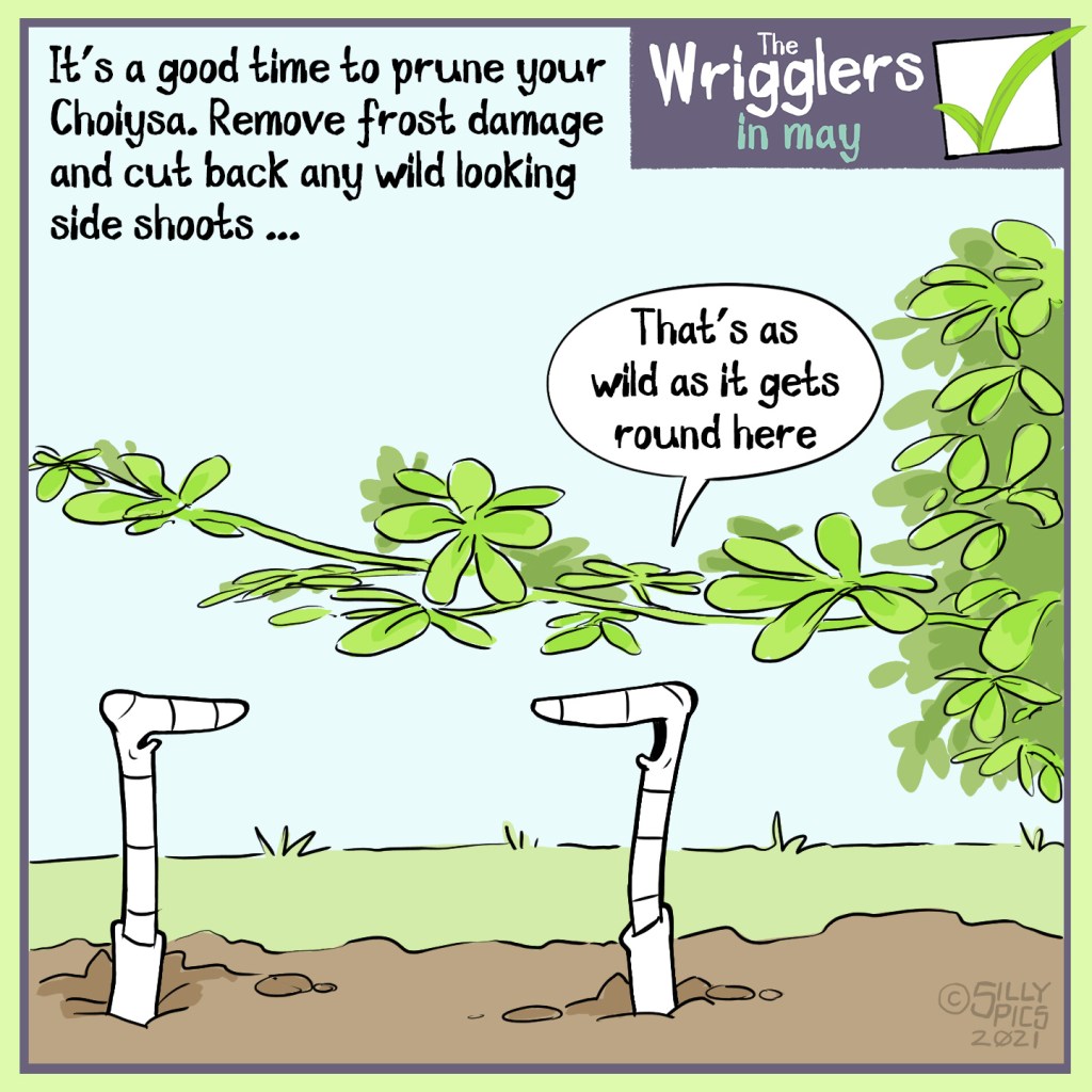 The cartoon headline says, “It’s a good time to prune your Choiysa. Remove frost damage and cut back any wild looking side shoots …” The image is of two worms looking at a wild side shoot of a choiysa. One of the worms says o the other, “That’s as wild as it gets around here”
