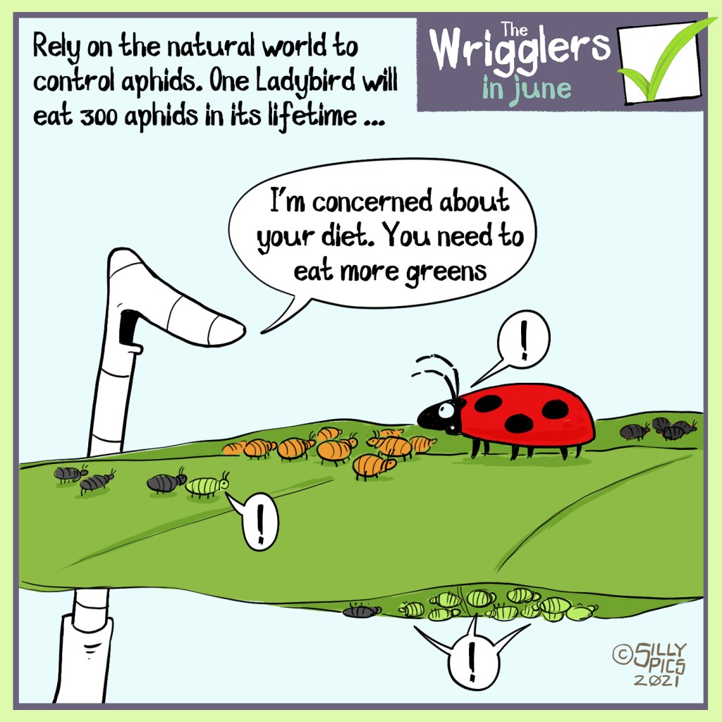 The cartoon headline says, “Rely on the natural world to control Aphids. One ladybird will eat 300 Aphids in its lifetime.” The cartoon shows a worm looking at a ladybird on a leaf with orange and black aphids in front of it. The worm says, “ I’m concerned about your diet. You need to eat more greens.” The ladybird and all of the greenfly on the leaf say “!”  #putpollinatorsfirst