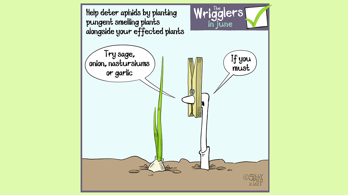 The cartoon headline says, “Help deter Aphids by planting pungent smelling plants alongside your effected plants.” The cartoon shows a worm standing next to a garlic bulb sprouting new leaves, it has a wooden peg on its nose. It says, Try using Sage, nasturtiums or garlic.” and then goes on to say, “if you must” #putpollinatorsfirst