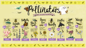 A screensaver showing nine pollinating insects and some of their go to favourite plants and flowers