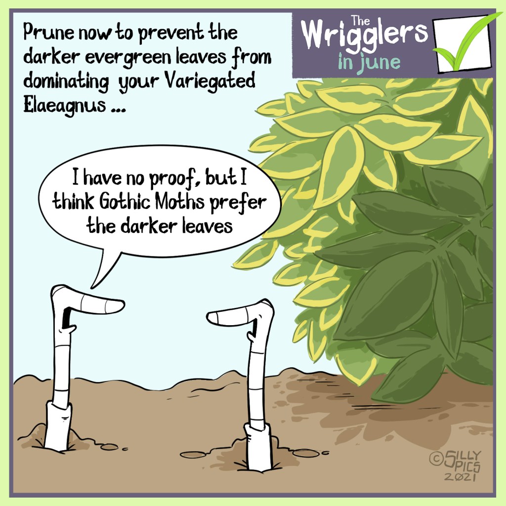 The cartoon reads, Prune now to prevent the darker evergreen leaves from dominating your variegated Elaeagnus  The cartoon is of two worms in front of an elaeagnus bush, one of the leaf stems is dark green the others are variegated …. One worm says to the other worm,”I have no proof, but I think Gothic Moths prefer the darker leaves.”