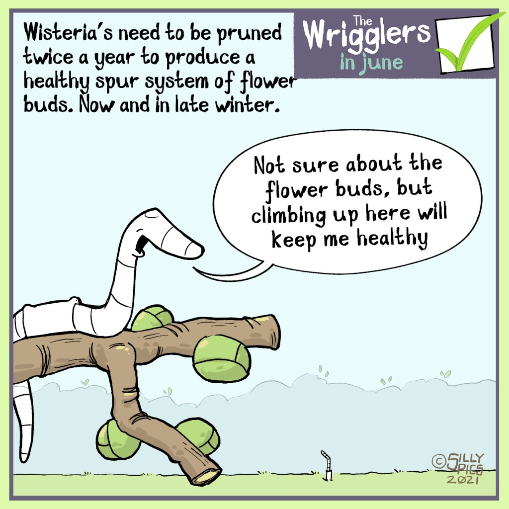 The cartoon reads, Wisterias need to be pruned twice a year, to produce a healthy spur system of flower buds. Now and in late winter.  One worm has climbed up the wisteria to sit on one of the pruned spurs. He shouts down to another worm,  “Not sure about the flower buds, but climbing up here will keep me healthy”