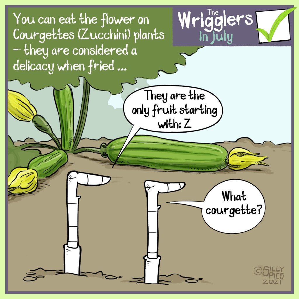 The cartoon reads, You can eat the flower on Courgettes (Zucchini) plants, they are considered a delicacy when fried  The cartoon is of two worms in front of a flowering courgette plant.   One worm says, “ They are the only fruit starting with the letter Z””  The other worm replies, “what courgette?”