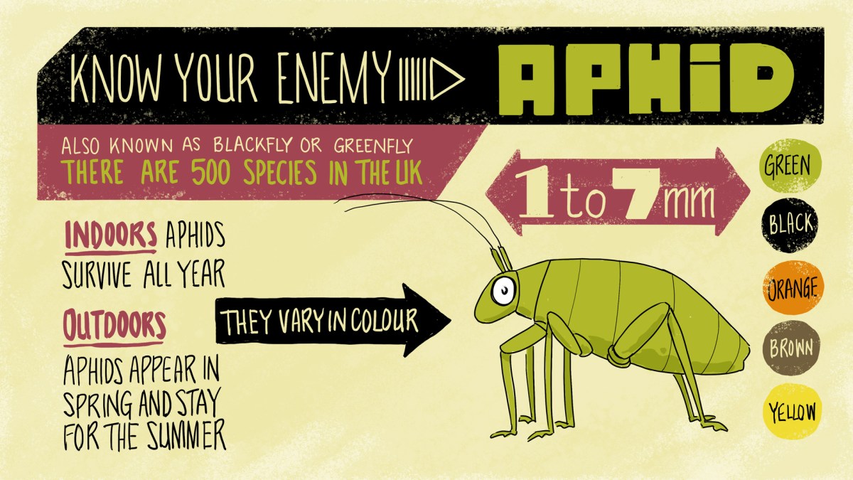 Poster image of an aphid. The title is, know your enemy – Aphid