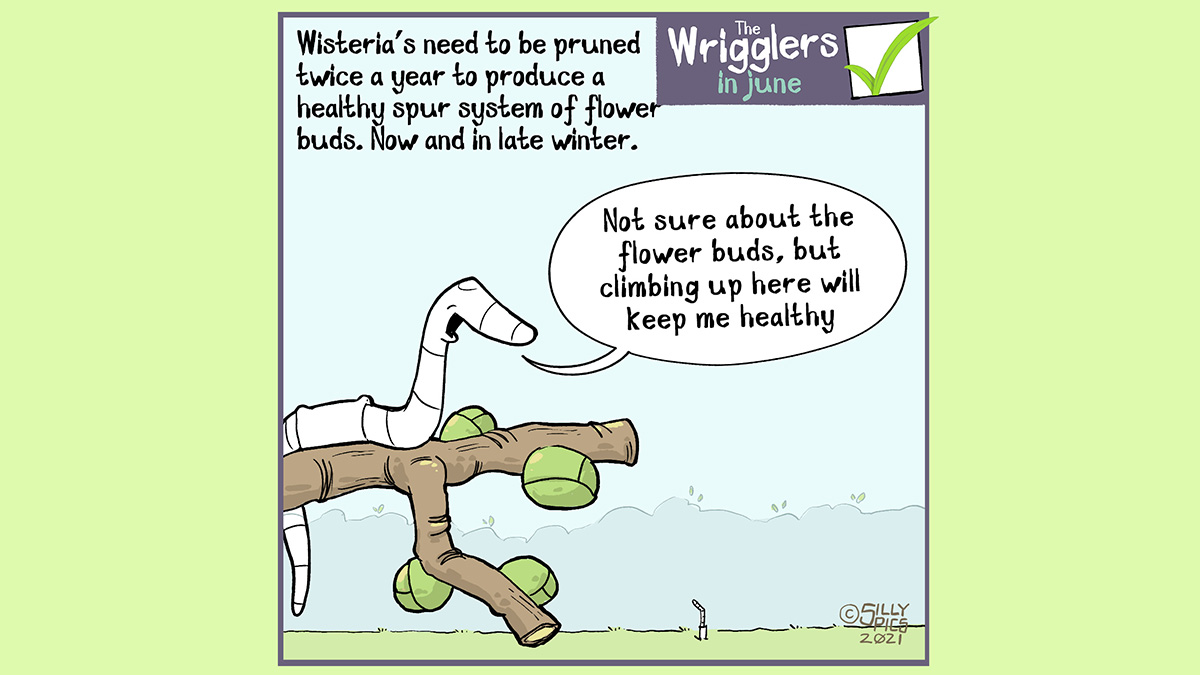The cartoon reads, Wisterias need to be pruned twice a year, to produce a healthy spur system of flower buds. Now and in late winter. One worm has climbed up the wisteria to sit on one of the pruned spurs. He shouts down to another worm, “Not sure about the flower buds, but climbing up here will keep me healthy”