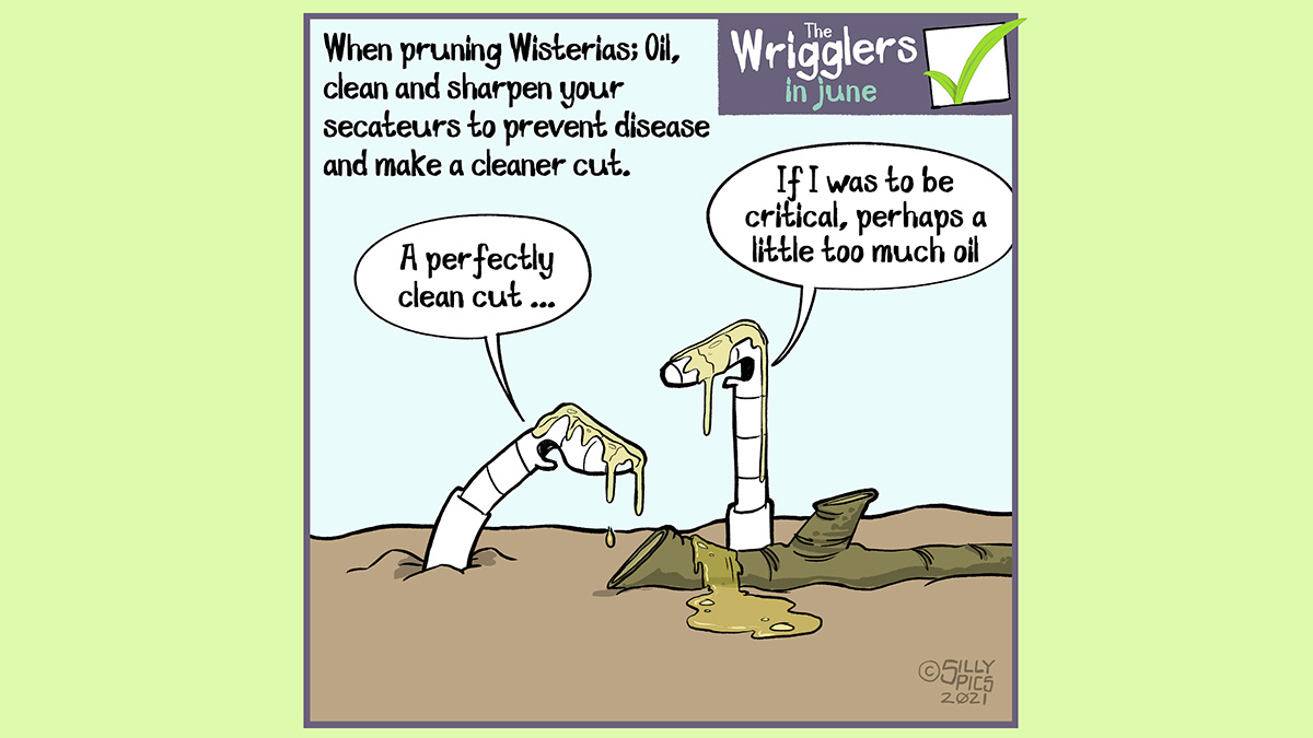 The cartoon reads, When pruning Wisterias; Oil, clean and sharpen your secateurs to prevent disease and make a cleaner cut Two worms are looking at a pruned branch, Both worms have oil on their heads, one worm says, “ A perfectlyy clean cut” The other worm replies, “ If I was to be critical, perhaps a little too much oil.”