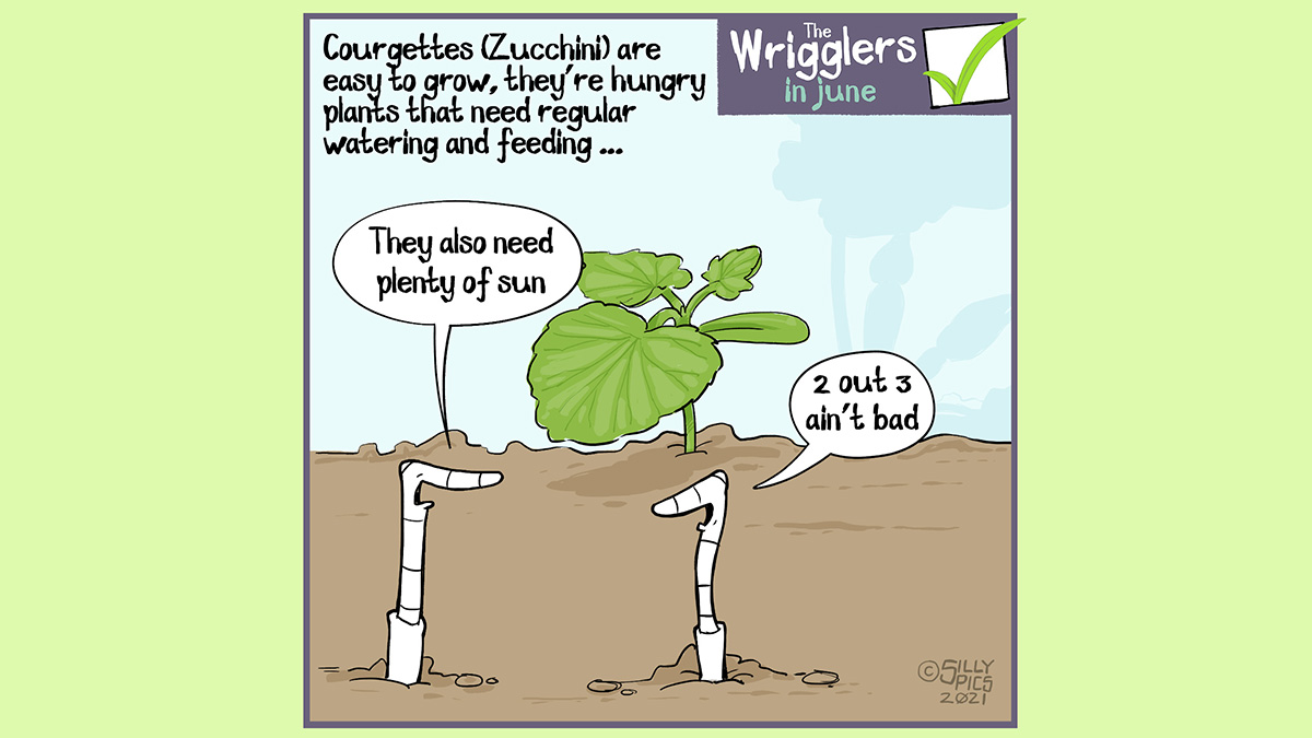 The cartoon reads, Courgettes (Zucchini) are easy to grow, they’re hungry plants that need regular watering and feeding The cartoon is of two worms sitting in front of a small courgette plant. One worm says, “ They also need plenty of sun …”” The other worm replies, “2 out of 3 ain’t bad”
