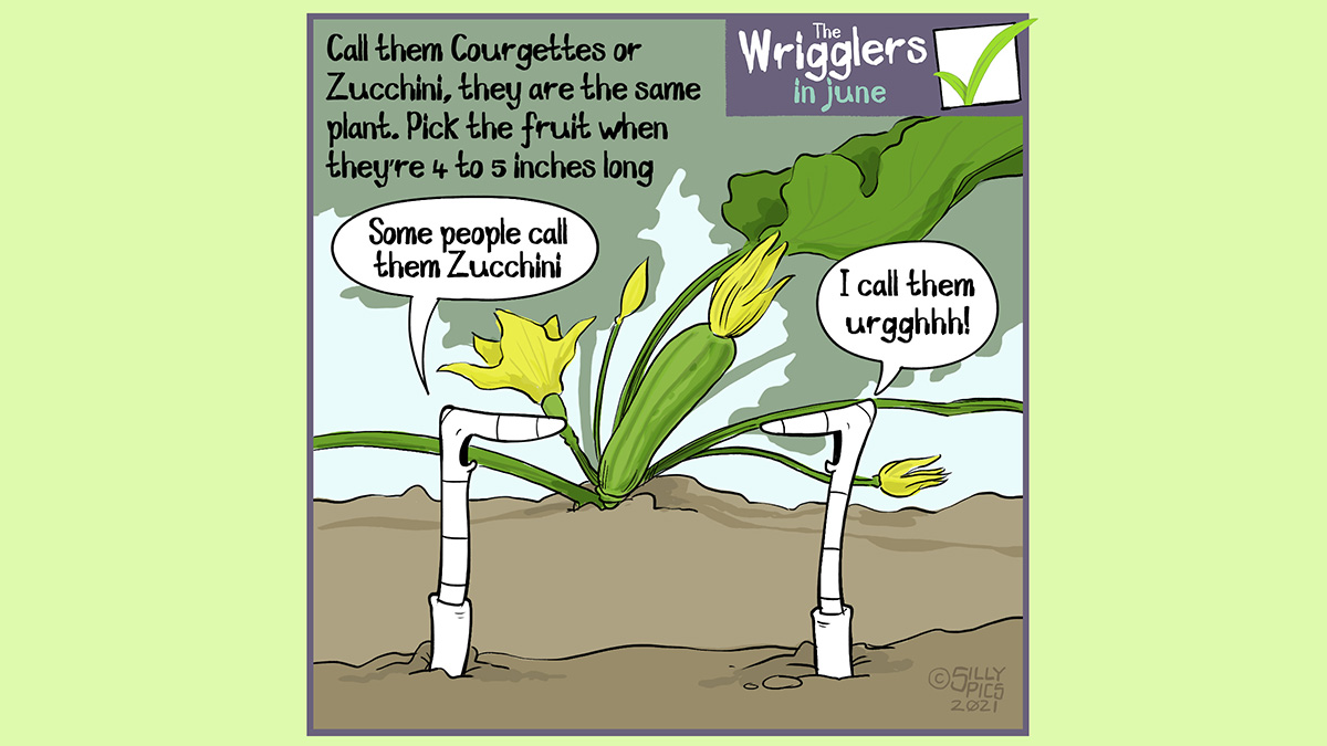 The cartoon reads, Call them courgettes or Zucchini, they are the same plant. Pick the fruit when they’re 4 to 5 inches long The cartoon is of two worms in front of a flowering courgette plant. One worm says, “ Some people call them Zucchini …”” The other worm replies, “I call them urggh!”