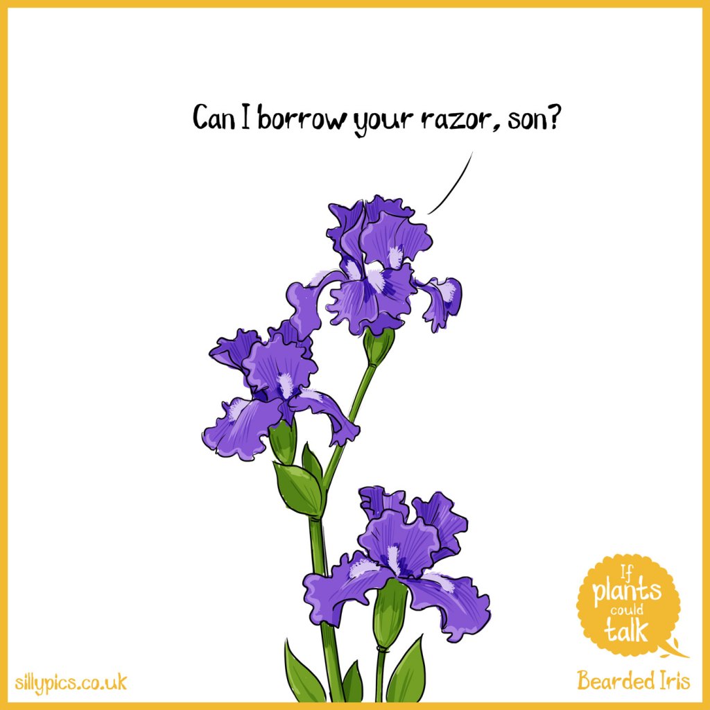 This is a If plants could talk cartoon. The cartoon shows a bearded iris It says "Can I borrow your razor, son?"
