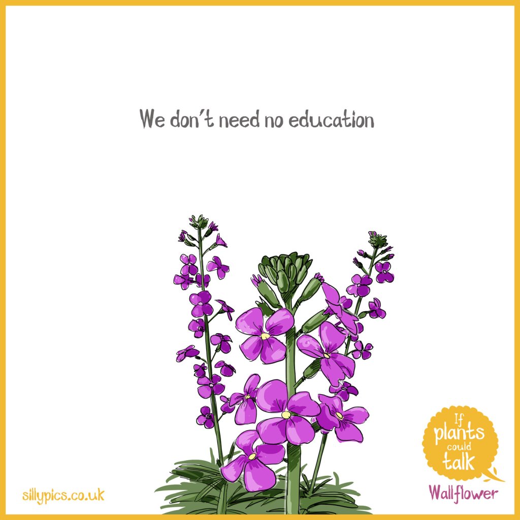 This is a If plants could talk cartoon. The cartoon shows a Wallflower It says "We don't need no education"