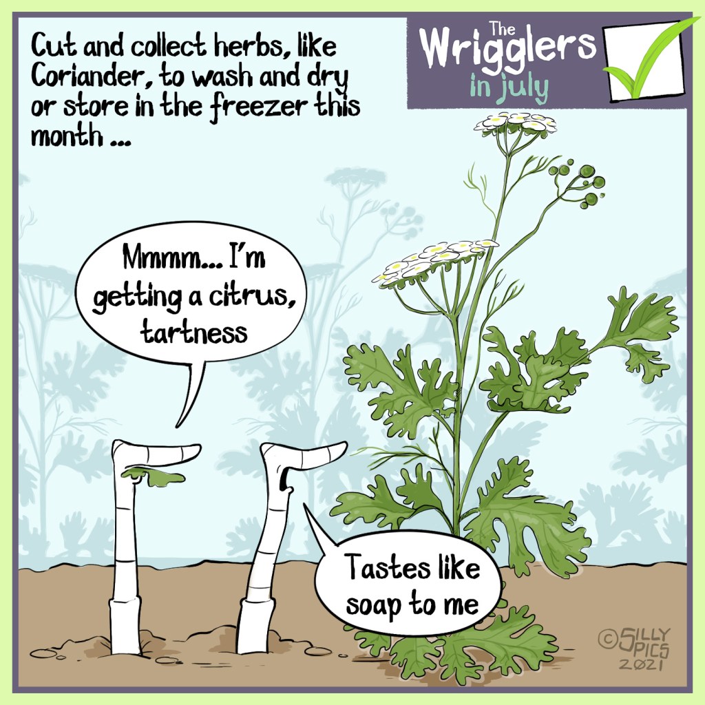 Cut and collect herbs, like Coriander, to wash and dry or store in the freezer this month …  Two worms are looking at a coriander plant, one worm, chewing on a piece of coriander says, “ Mmmm, I’m getting a citrus tartness …”  Th either worm says, “ Tastes like soap to me”