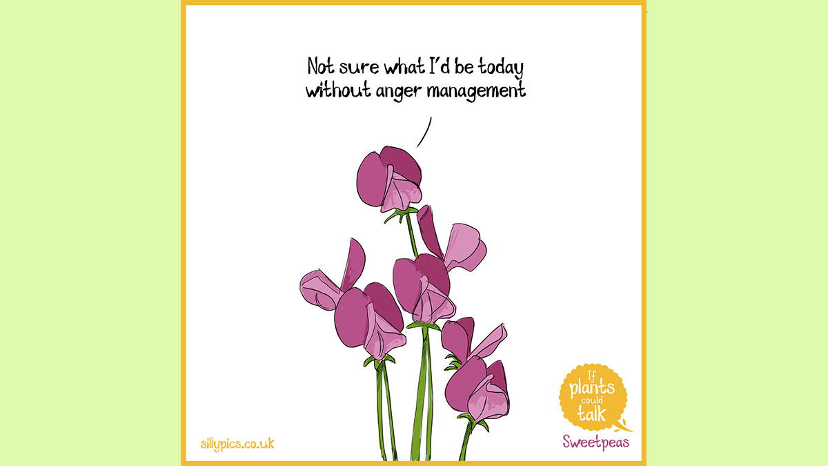 This is a If plants could talk cartoon. The cartoon shows a bunch of sweetpeas One sweetpea says "Not sure what I'd be today without anger management"