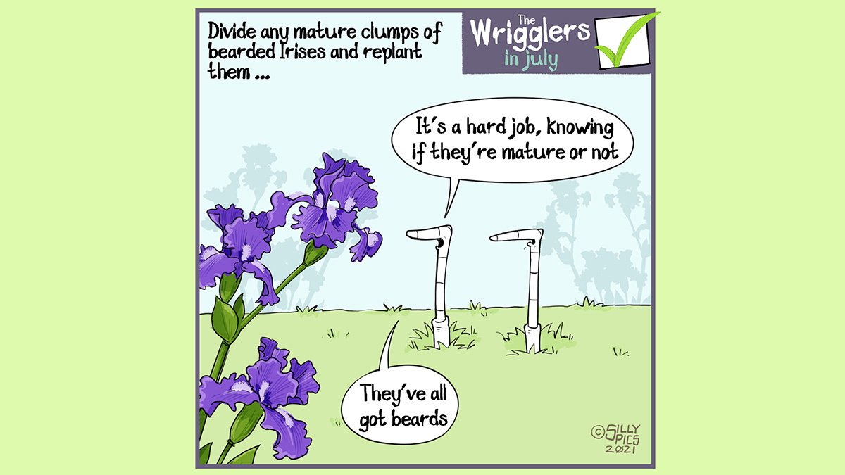 Above the wrigglers gardening cartoon it reads: Divide any mature clumps or bearded Irises and replant them ... The cartoon depicts two worms in front of a bearded Iris. The worms are talking ... One worm says to the other worm, "It's a hard job, knowing if they're mature or not ..." the worm continues "They've all got beards"