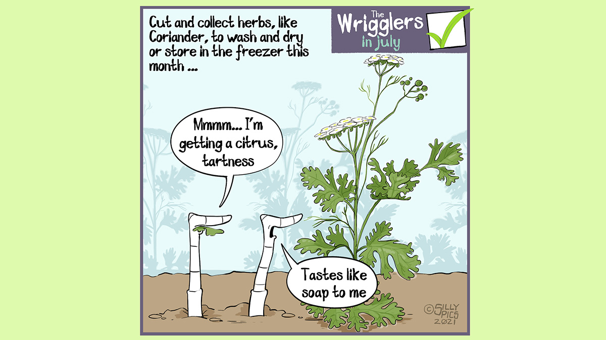 Cut and collect herbs, like Coriander, to wash and dry or store in the freezer this month … Two worms are looking at a coriander plant, one worm, chewing on a piece of coriander says, “ Mmmm, I’m getting a citrus tartness …” Th either worm says, “ Tastes like soap to me”